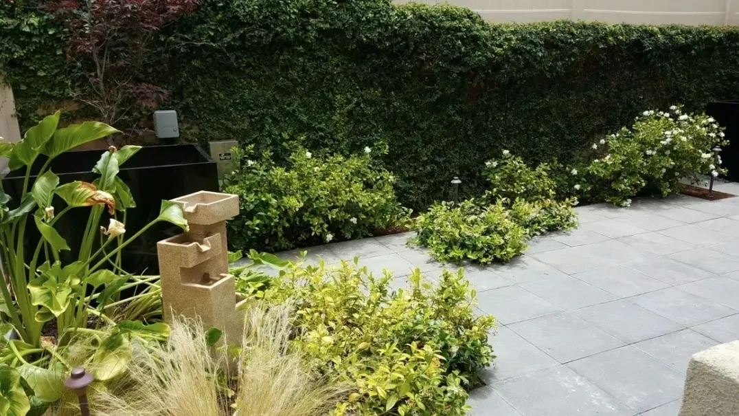 Well-trimmed shrubs on pavement ecoscape Well-trimmed shrubs on pavement ecoscape