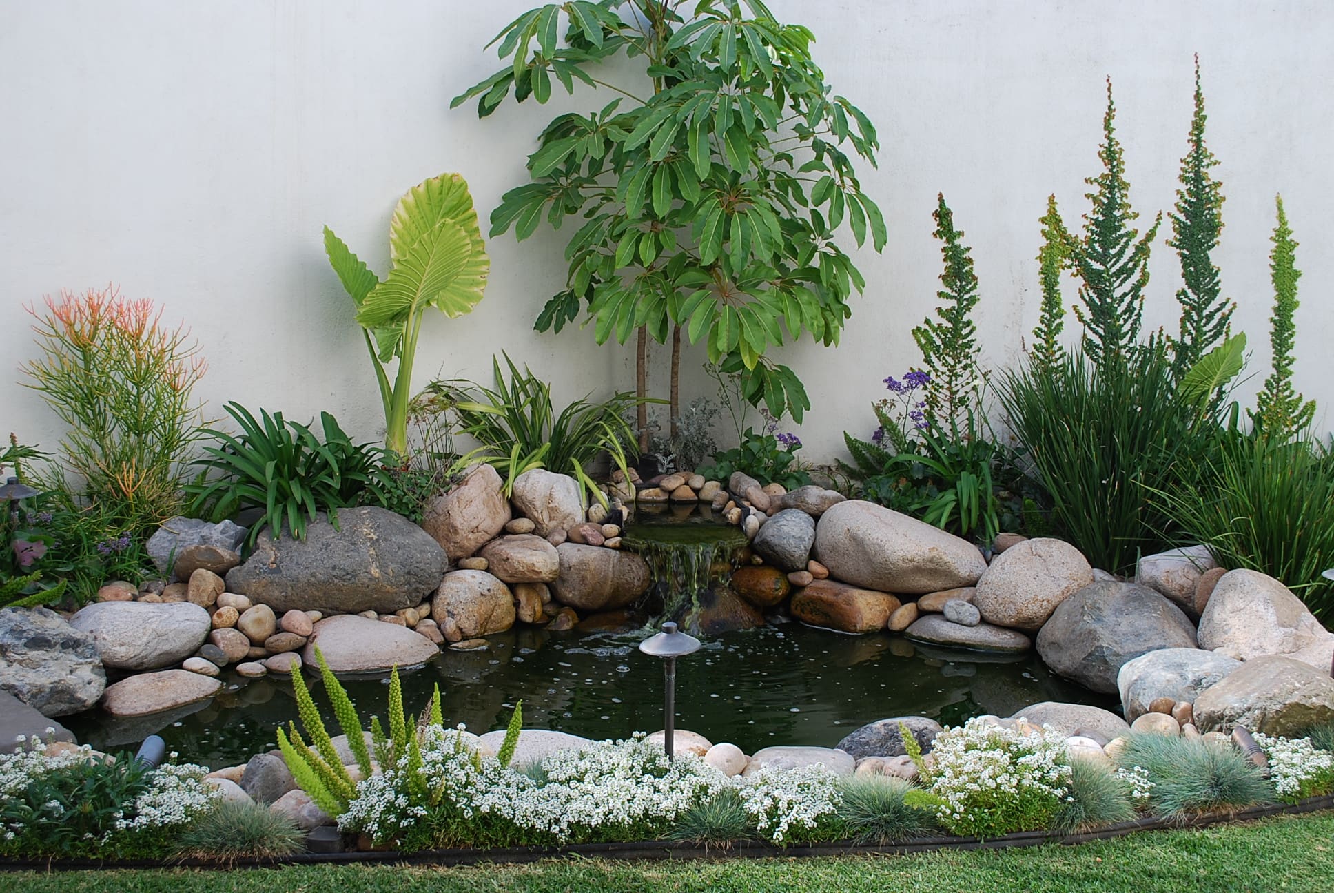 Pond Mate03